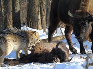 Охота волков на зубра фото